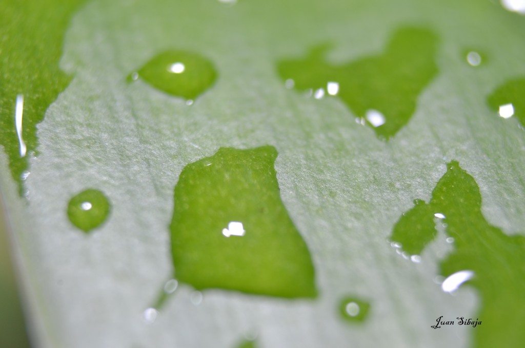 Foto: MIS MACRO - Alajuela, Costa Rica