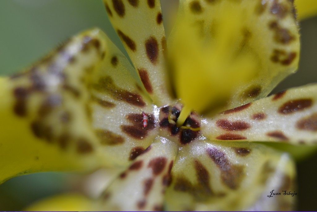 Foto: MIS MACRO - Alajuela, Costa Rica