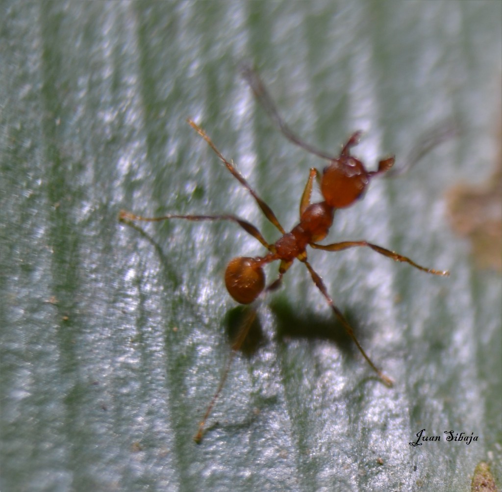 Foto: MIS MACRO - Alajuela, Costa Rica
