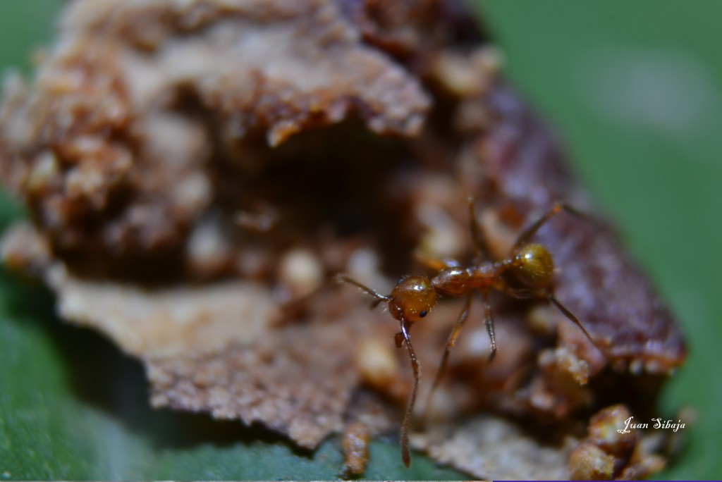 Foto: MIS MACRO - Alajuela, Costa Rica