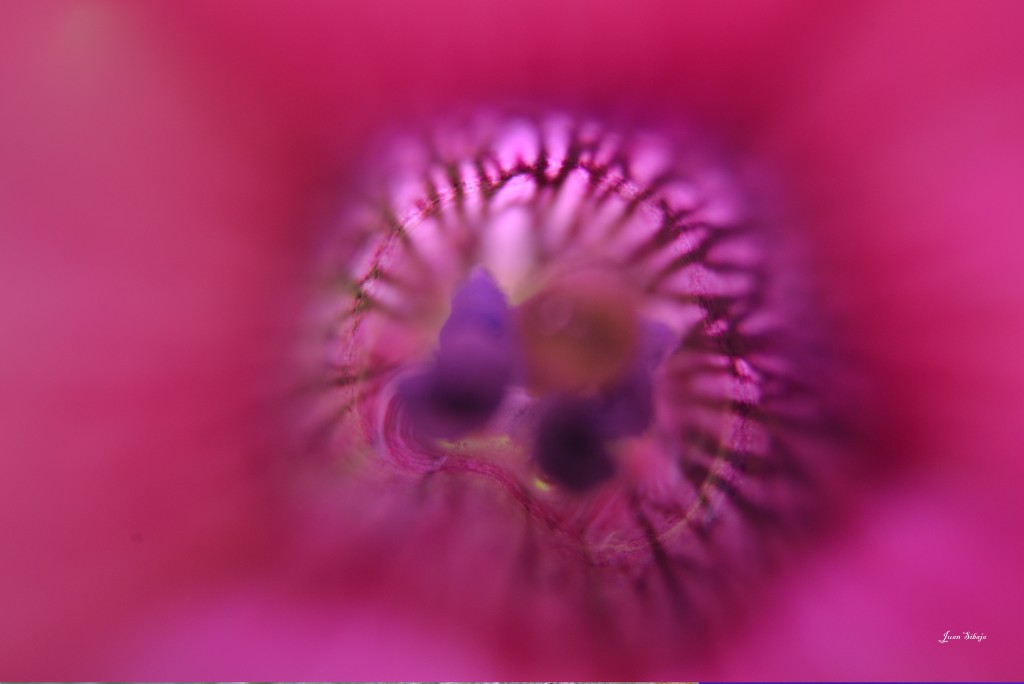 Foto: MIS MACRO - Alajuela, Costa Rica