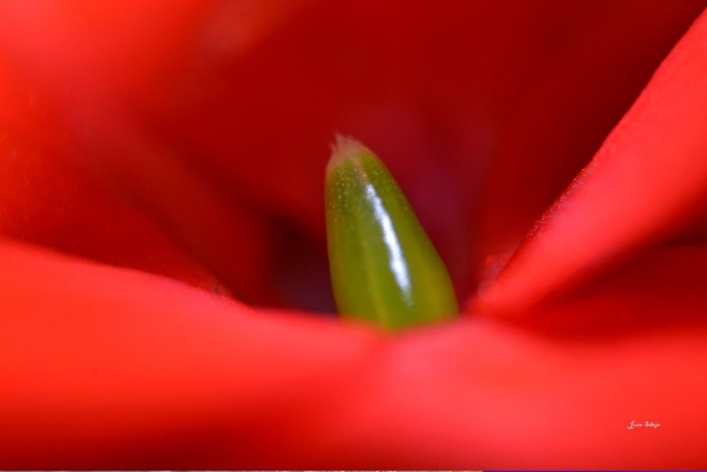 Foto: MIS MACRO - Alajuela, Costa Rica