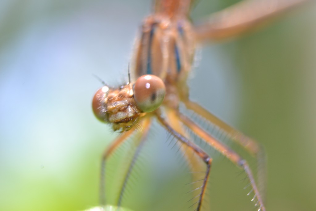 Foto: MIS MACRO - Alajuela, Costa Rica