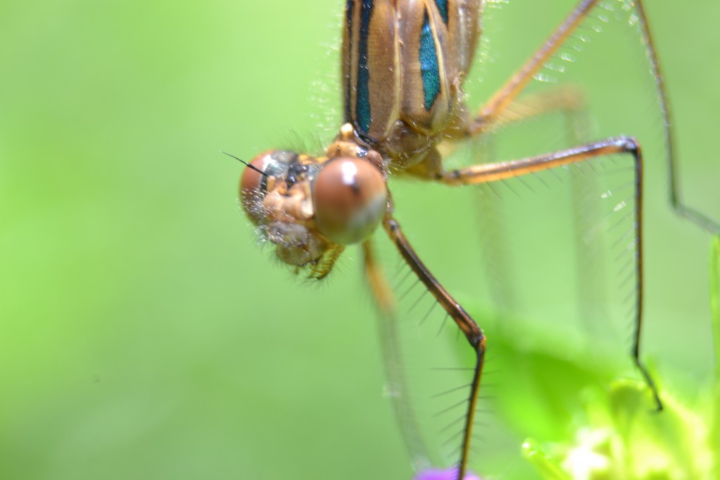 Foto: MIS MACRO - Alajuela, Costa Rica