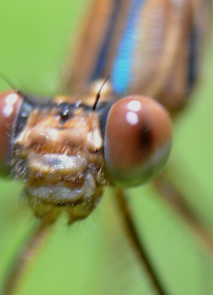 Foto: MIS MACRO - Alajuela, Costa Rica