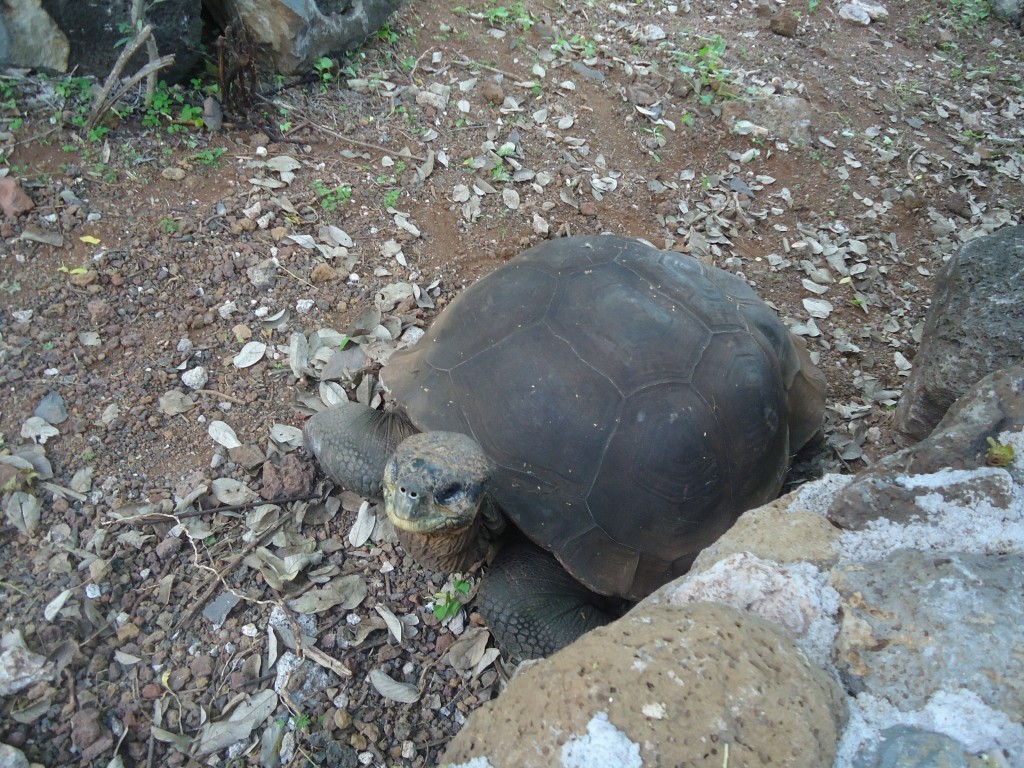 Foto: Tortuga - San Cristobal (Galápagos), Ecuador