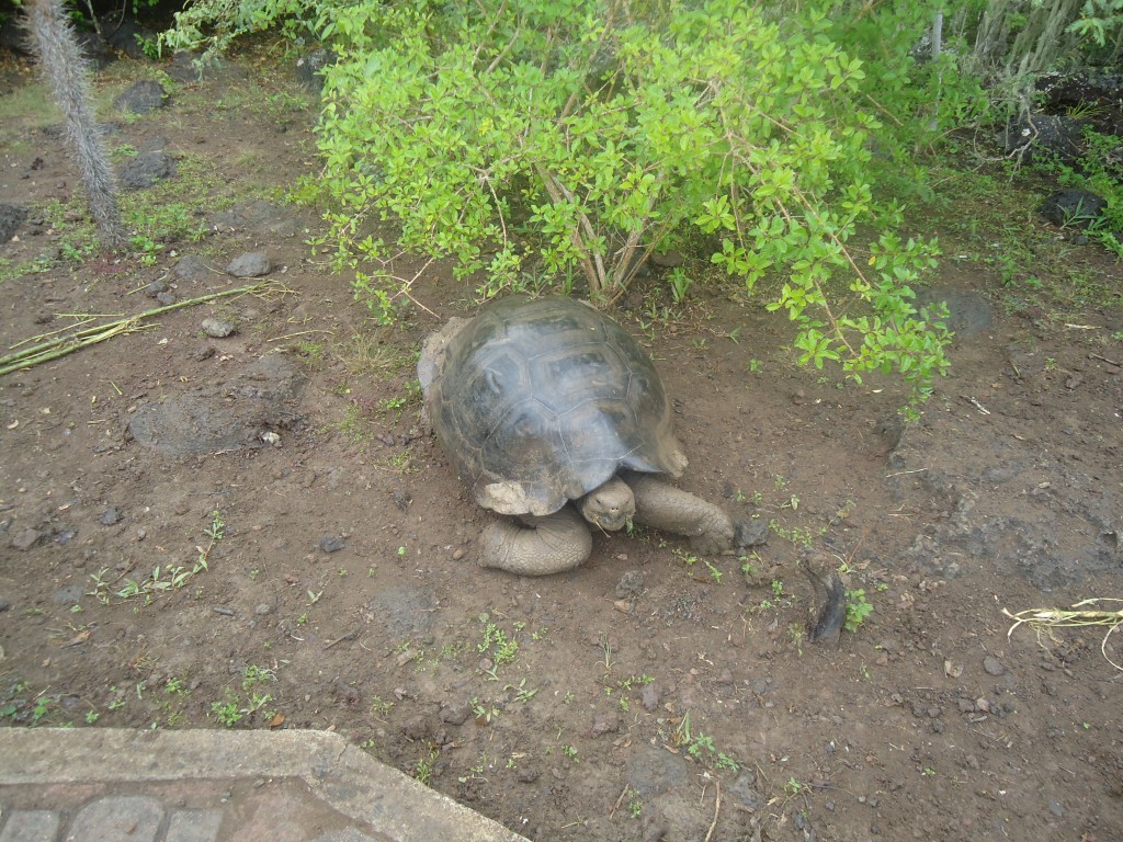 Foto: tortuga - San Cristobal (Galápagos), Ecuador