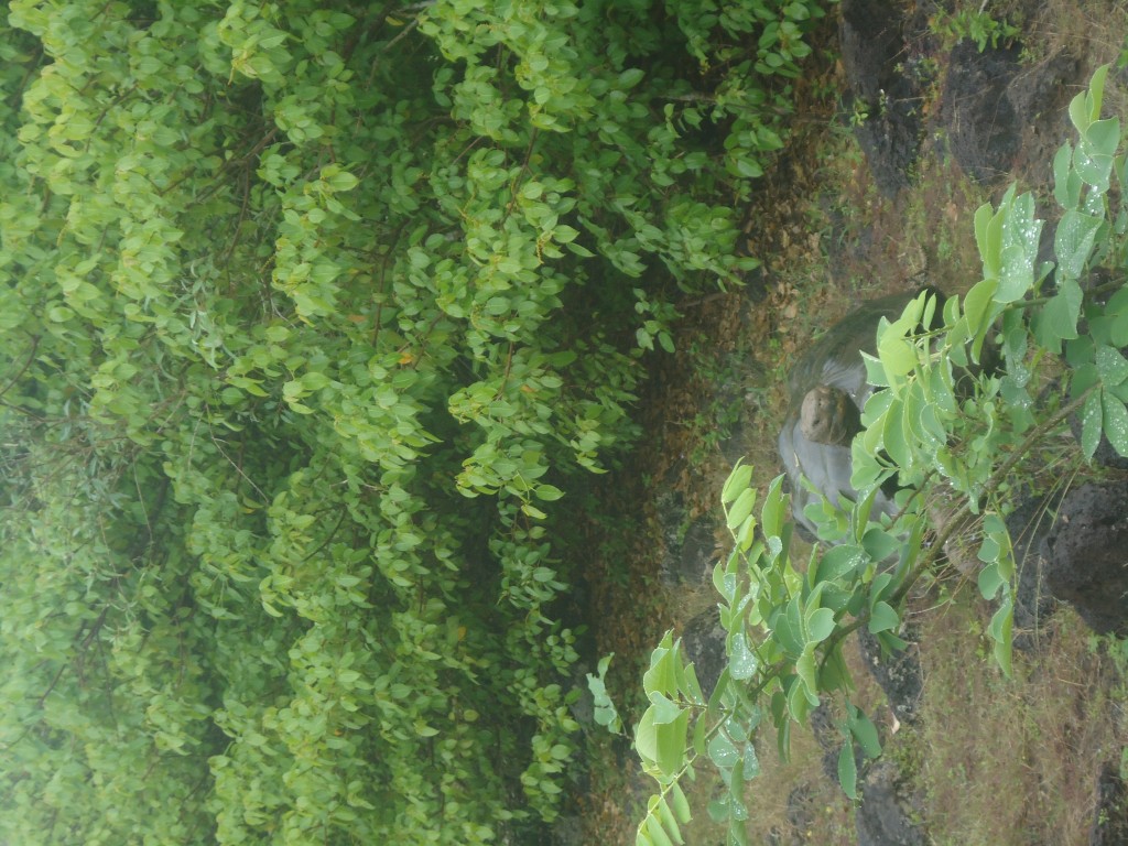 Foto: Tortuga - San Cristobal (Galápagos), Ecuador