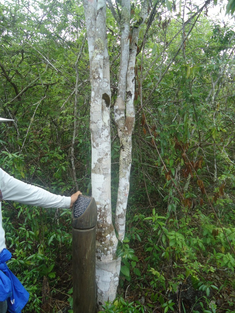 Foto: Arbol - San Cristobal (Galápagos), Ecuador