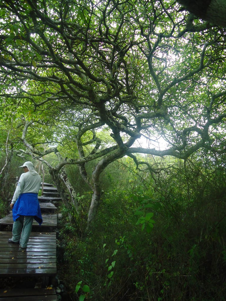 Foto: Arbol - San Cristobal (Galápagos), Ecuador