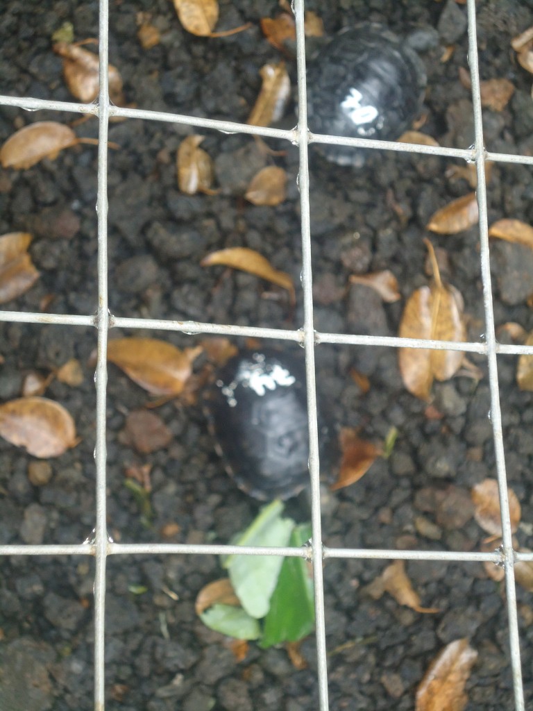 Foto: Tortugas - San Cristobal (Galápagos), Ecuador