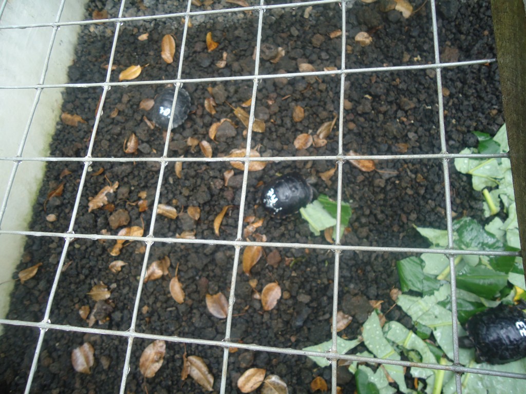 Foto: Tortugas - San Cristobal (Galápagos), Ecuador