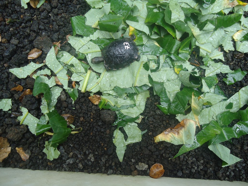 Foto: Tortuga bebes - San Cristobal (Galápagos), Ecuador