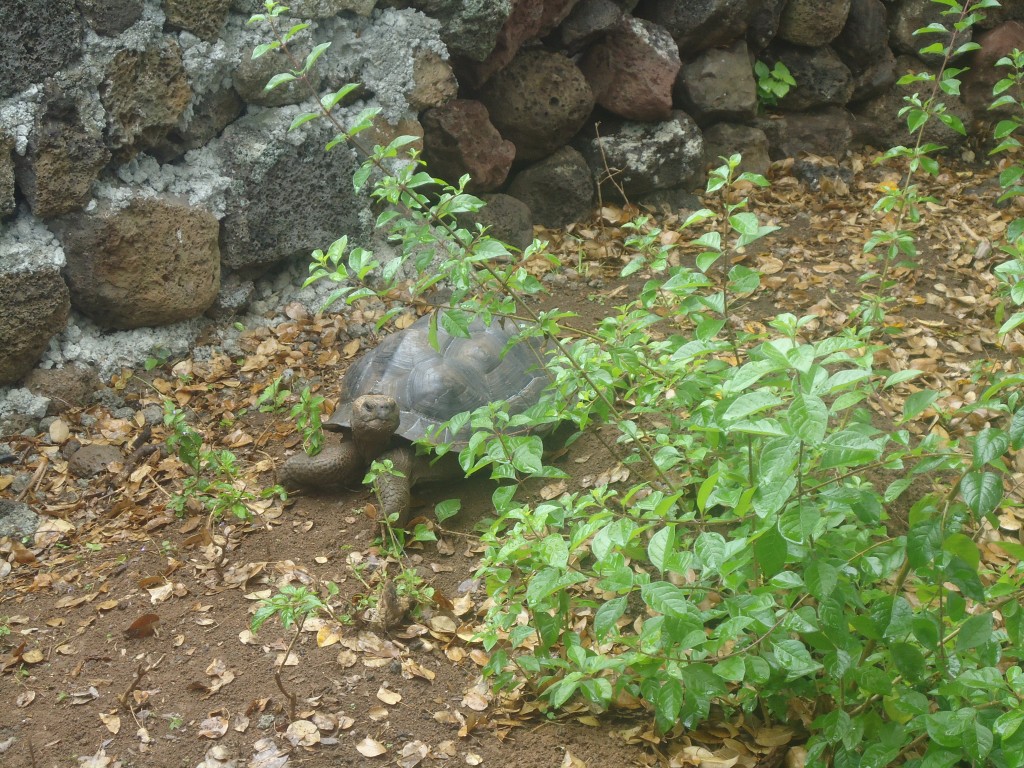 Foto: Tortuga - San Cristobal (Galápagos), Ecuador