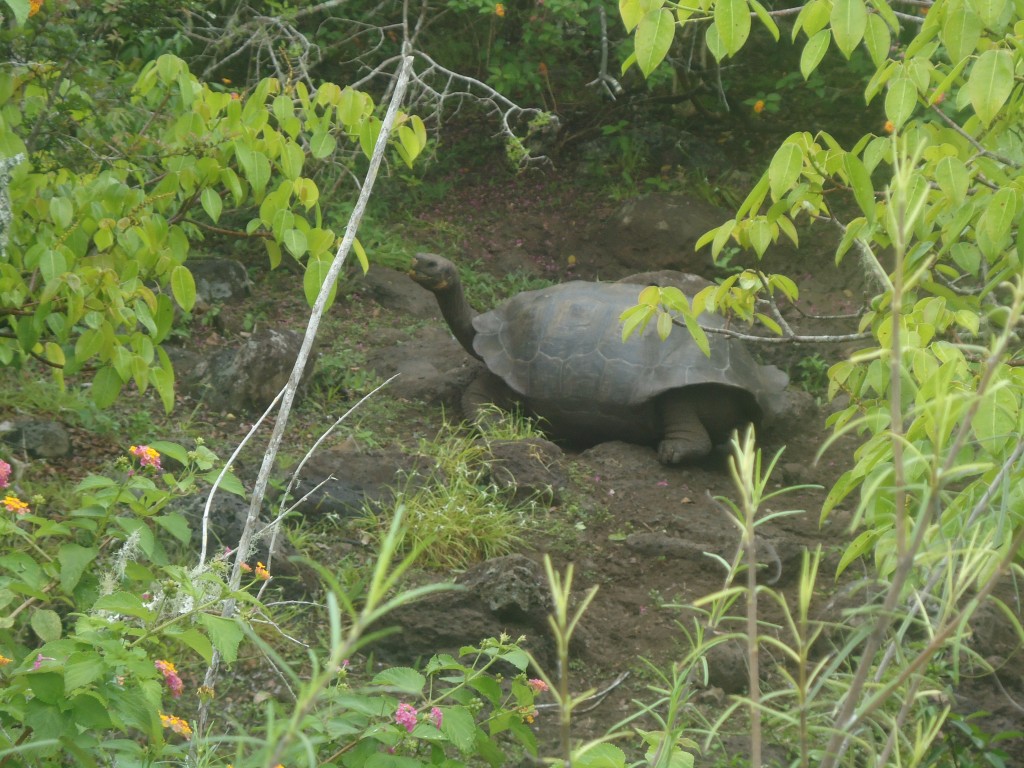 Foto: Tortuga - San Cristobal (Galápagos), Ecuador