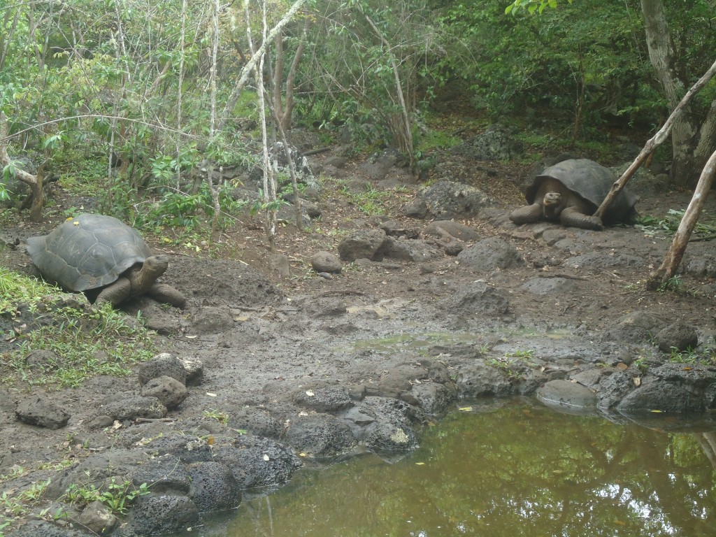 Foto: Tortuga - San Cristobal (Galápagos), Ecuador