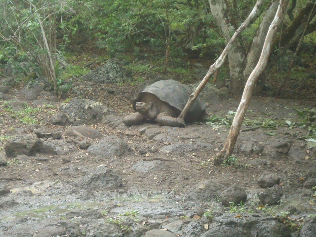 Foto: Tortuga - San Cristobal (Galápagos), Ecuador