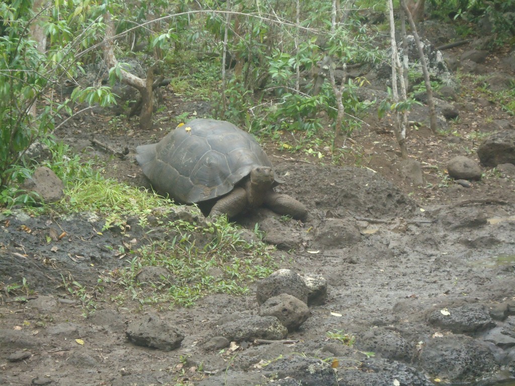 Foto: Tortuga - San Cristobal (Galápagos), Ecuador