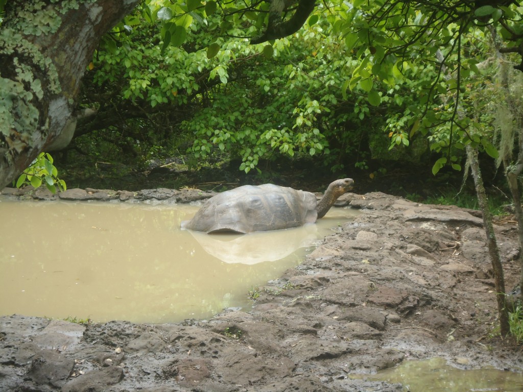 Foto: Tortuga - San Cristobal (Galápagos), Ecuador