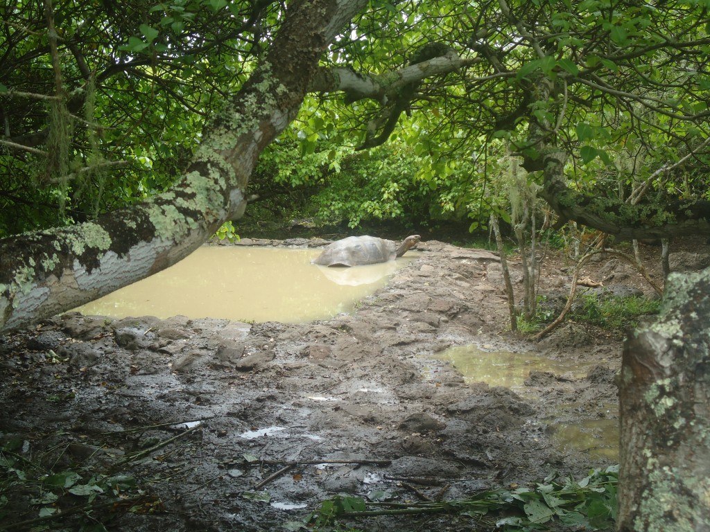 Foto: Tortuga - San Cristobal (Galápagos), Ecuador