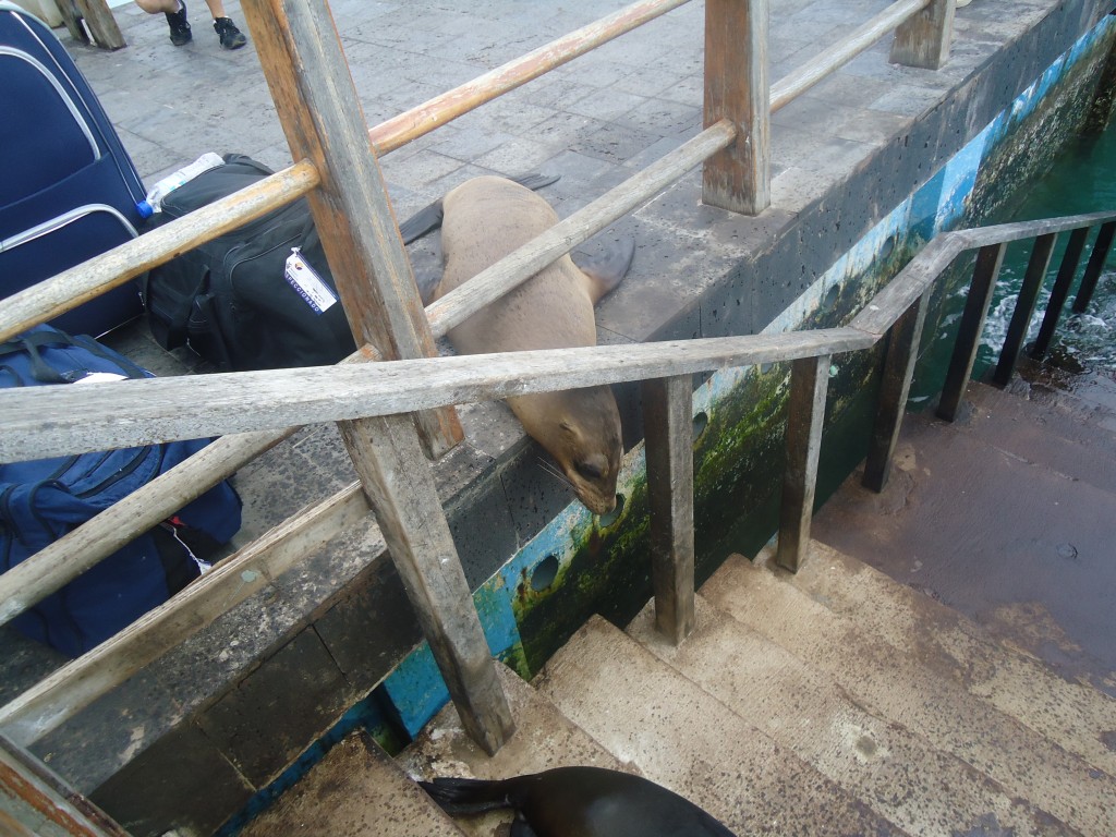 Foto: Foca - Galápagos San Cristobal (Galápagos), Ecuador