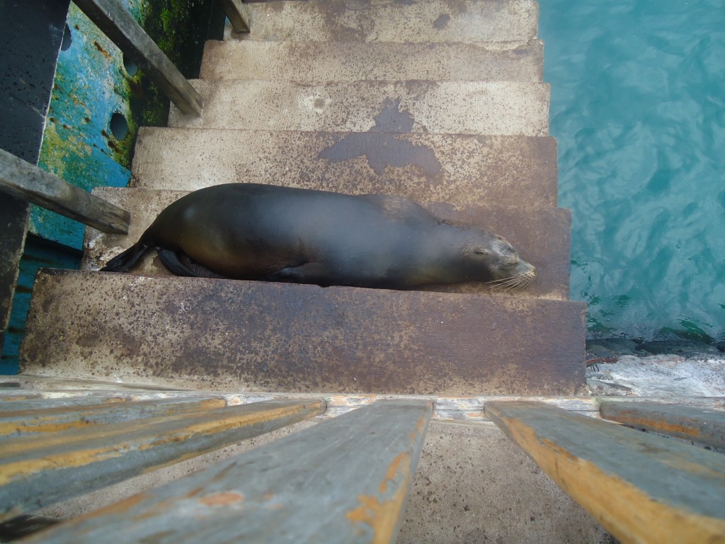 Foto: foca - Galápagos San Cristobal (Galápagos), Ecuador