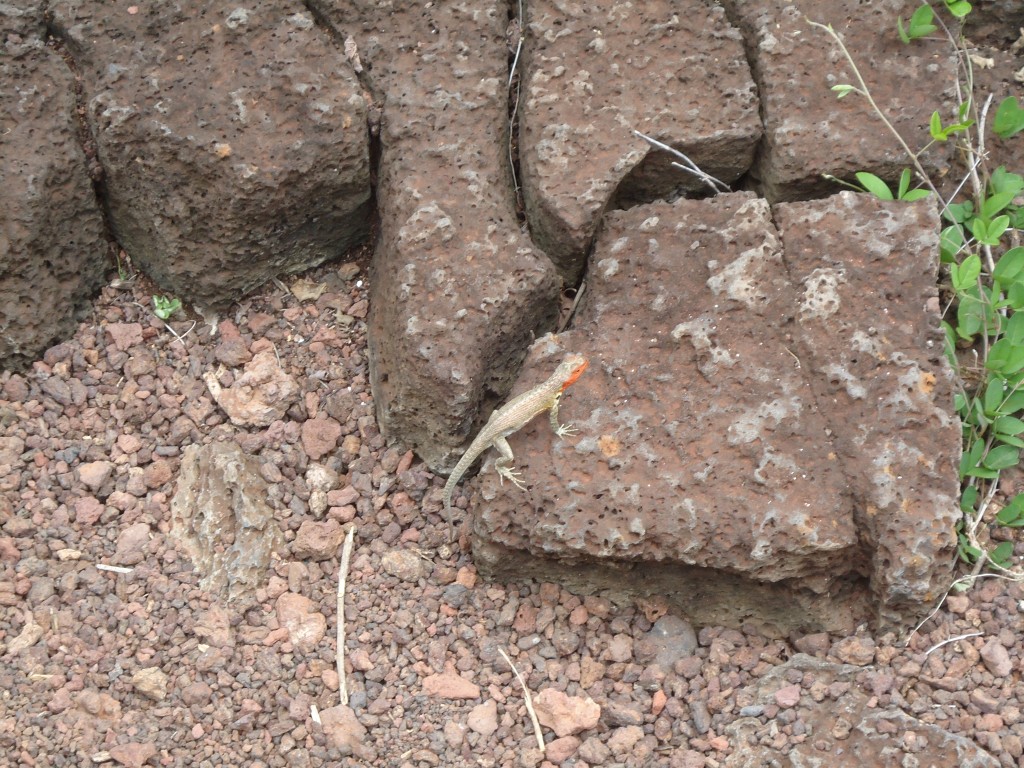Foto: Lagartija - Galápagos San Cristobal (Galápagos), Ecuador