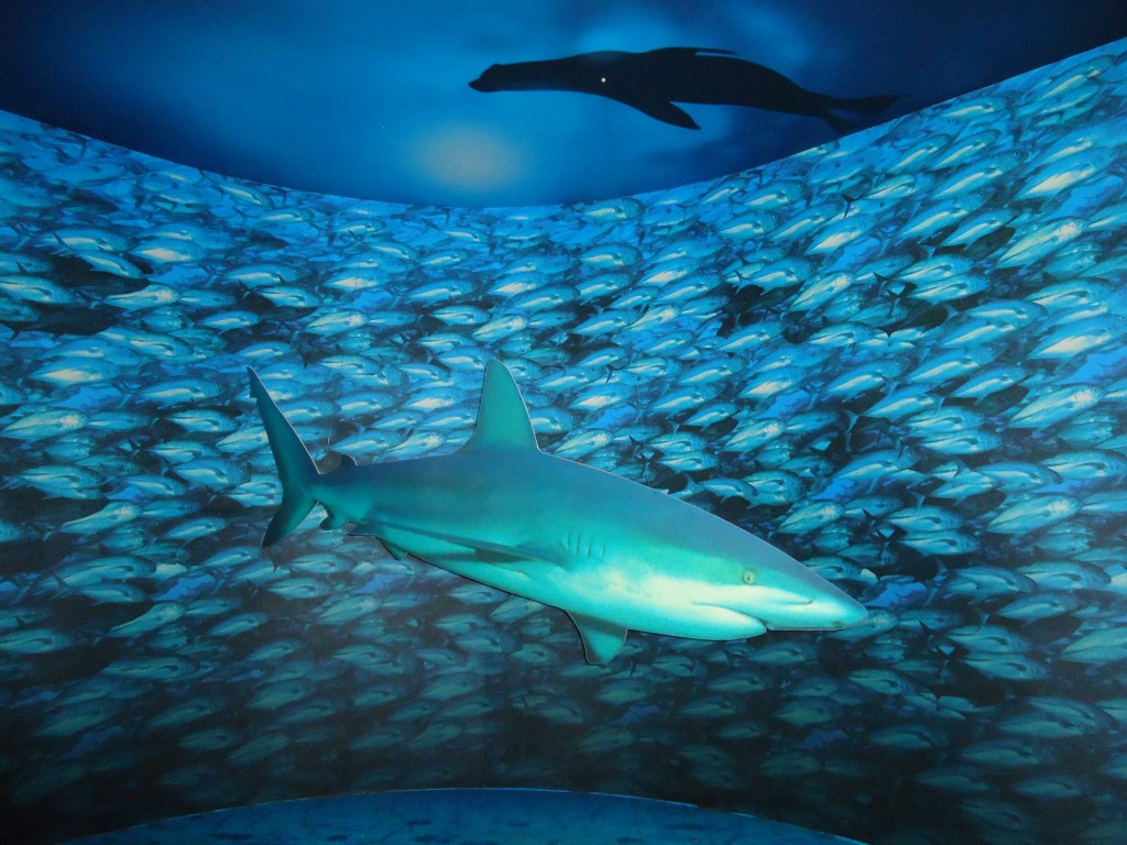 Foto: acuario - Galápagos San Cristobal (Galápagos), Ecuador