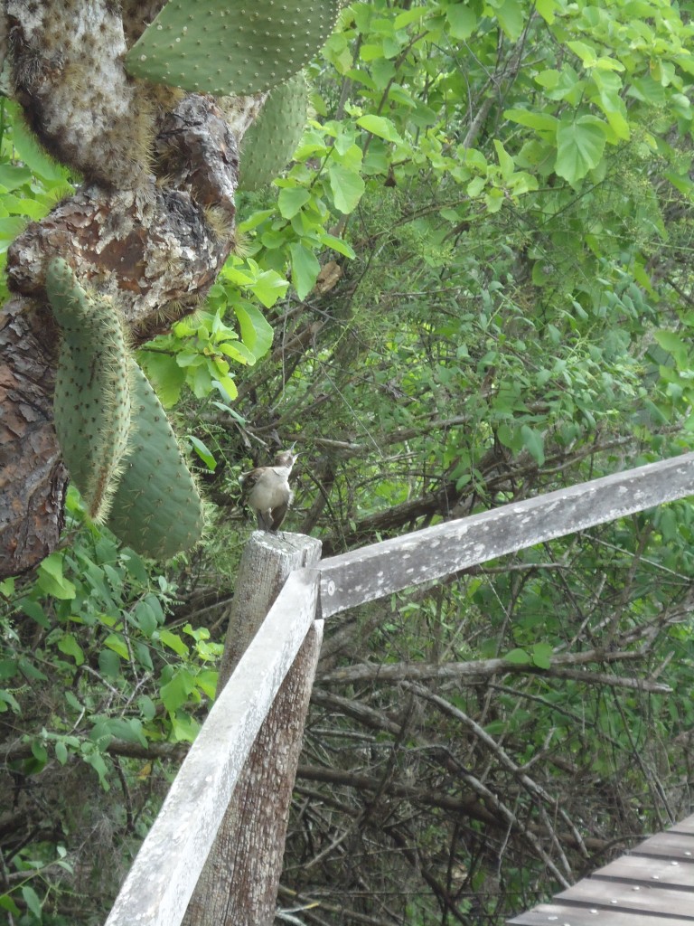 Foto: Paseo - Galápagos San Cristobal (Galápagos), Ecuador