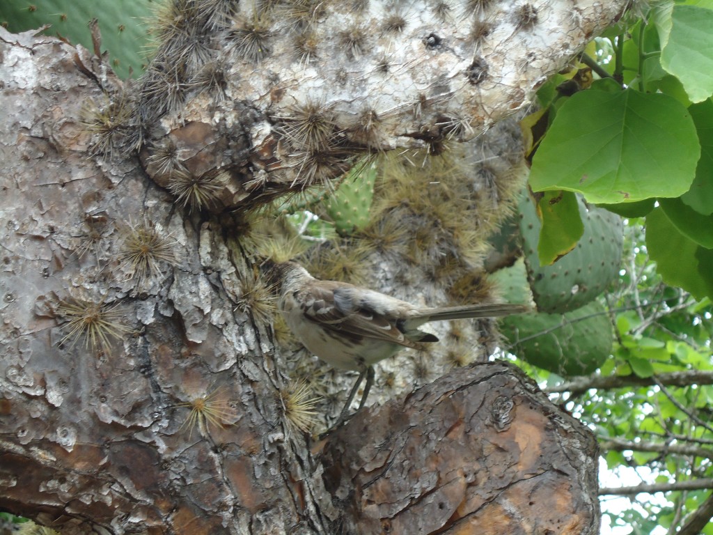 Foto: Piquero - Galápagos San Cristobal (Galápagos), Ecuador
