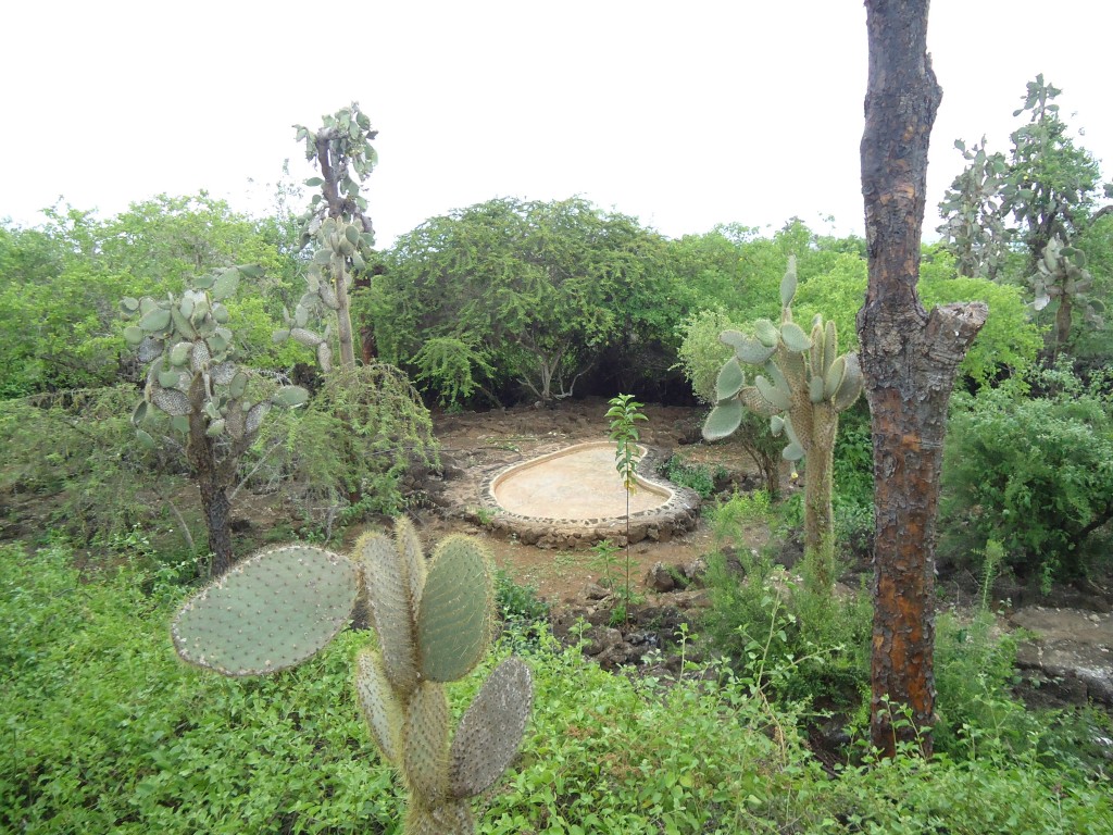 Foto: Tortuga - Galápagos San Cristobal (Galápagos), Ecuador