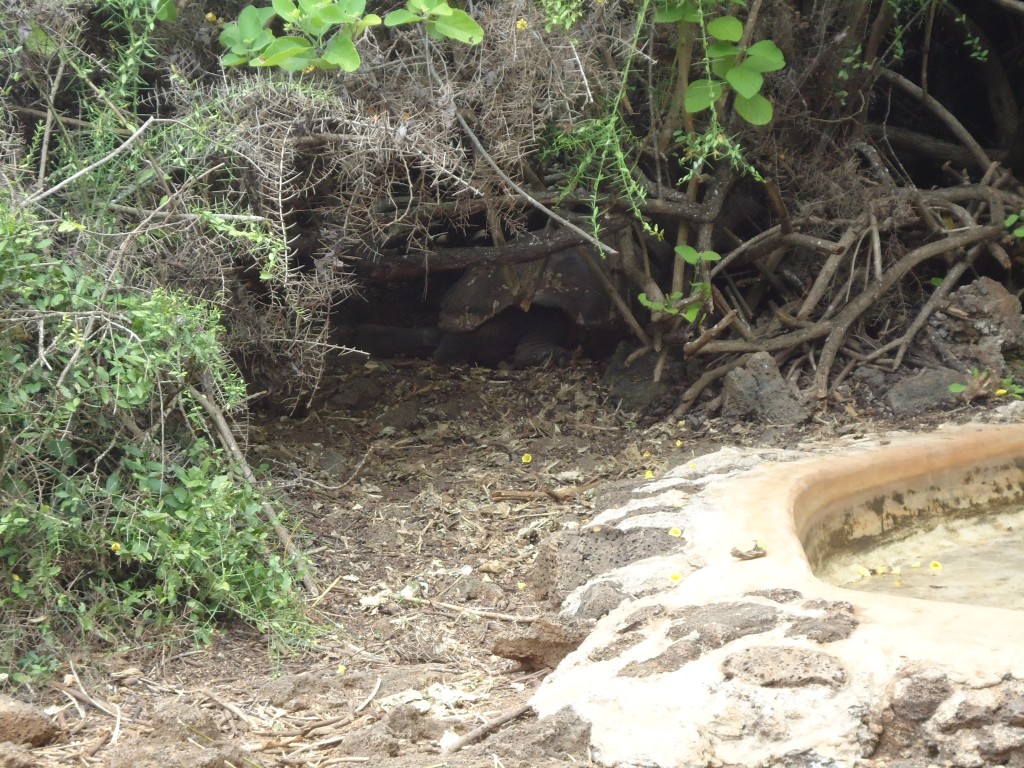Foto: Tortuga - Galápagos San Cristobal (Galápagos), Ecuador
