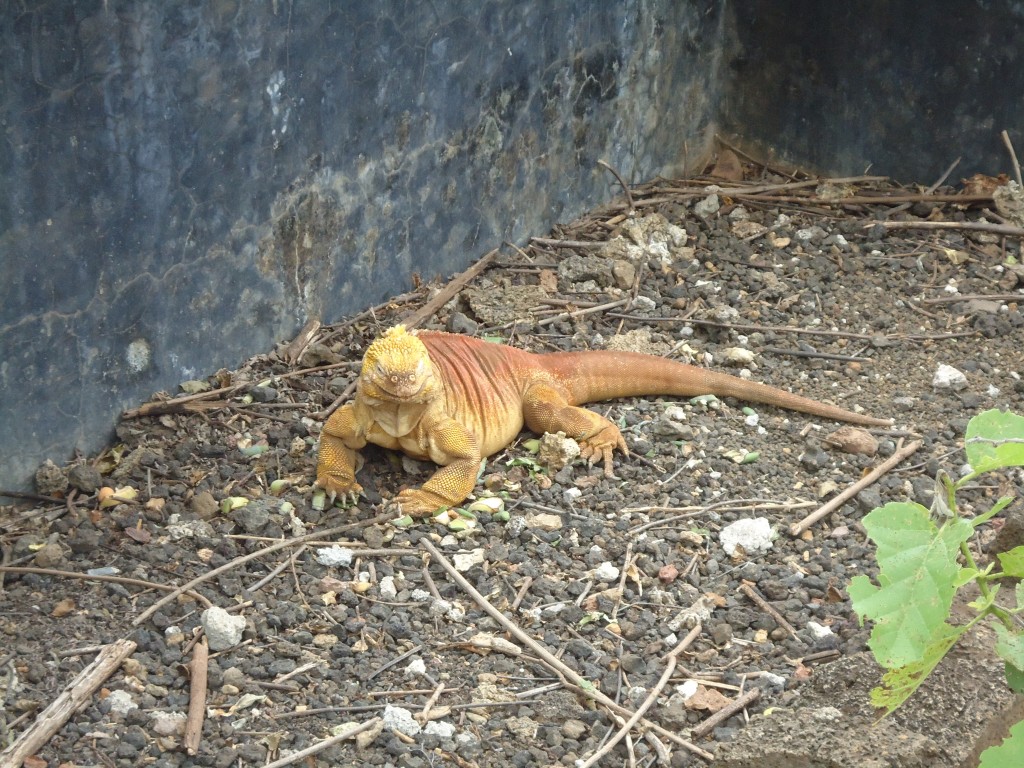 Foto: Iguana - Galápagos San Cristobal (Galápagos), Ecuador