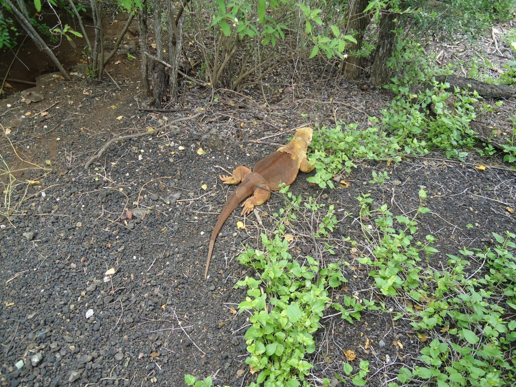 Foto: Iguana - Santa Cruz (Galápagos), Ecuador