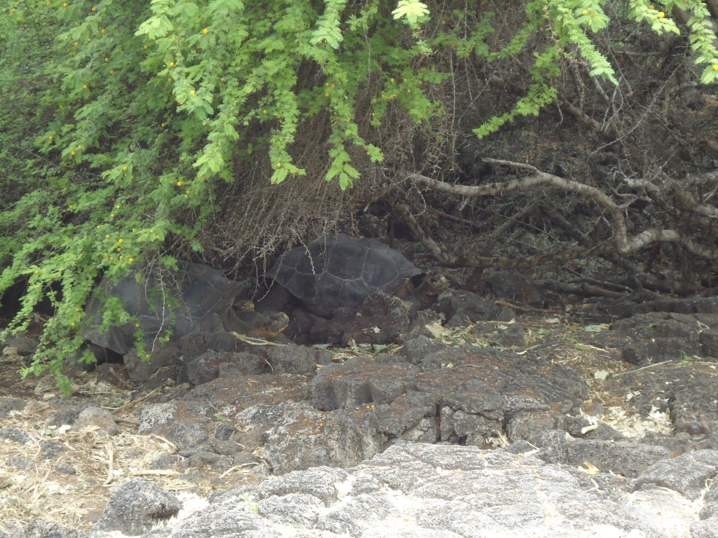 Foto: Tortuga - Santa Cruz (Galápagos), Ecuador