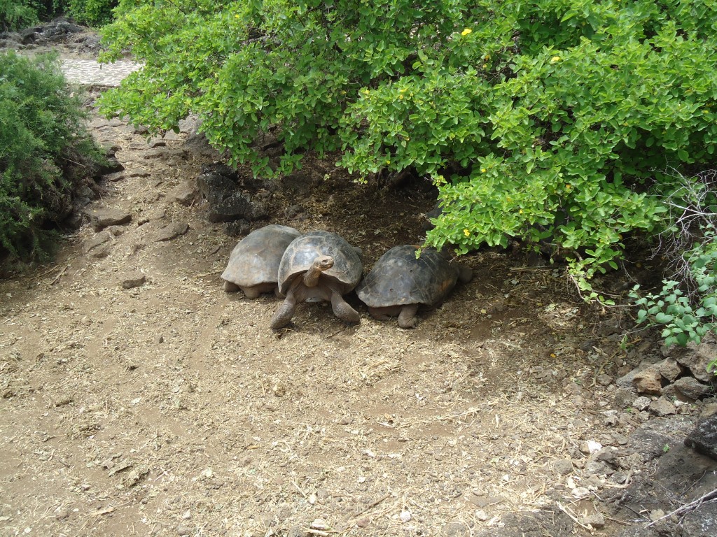 Foto: Tortuga - Santa Cruz (Galápagos), Ecuador