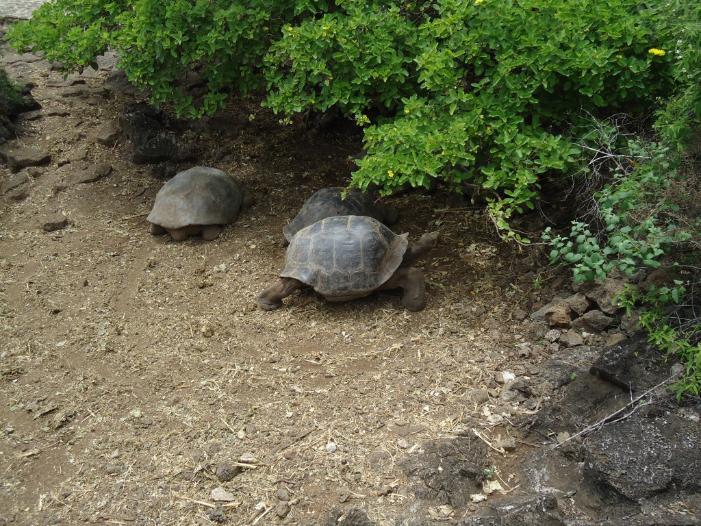 Foto: Tortuga - Santa Cruz (Galápagos), Ecuador