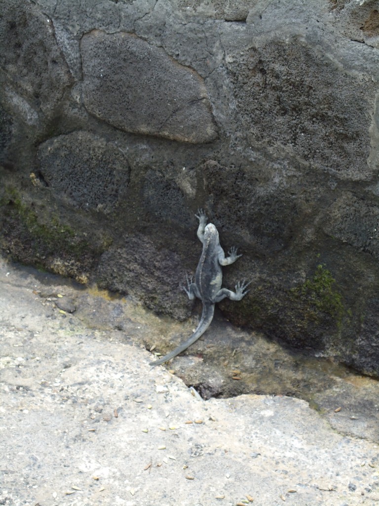 Foto: Iguana bebe - Santa Cruz (Galápagos), Ecuador
