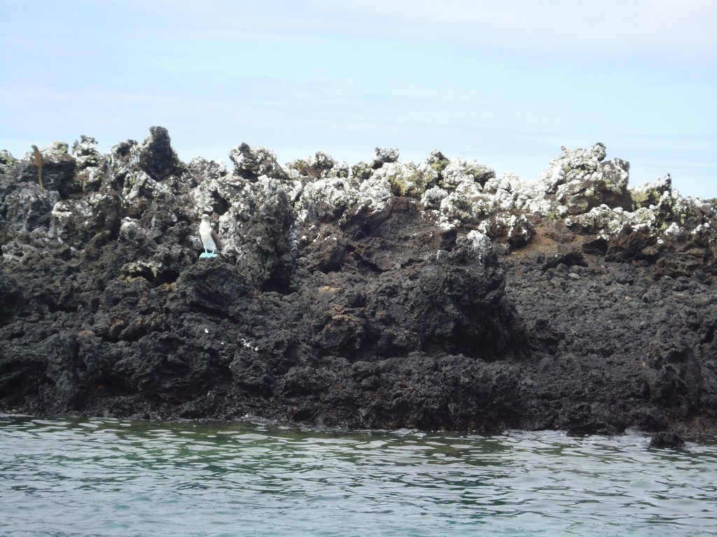 Foto: Piqueros - Santa Cruz (Galápagos), Ecuador