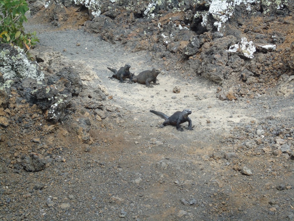 Foto: Iguanas - Santa Cruz (Galápagos), Ecuador
