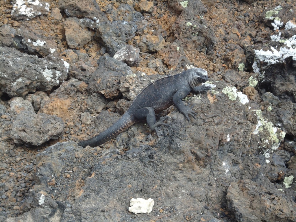 Foto: Iguana - Santa Cruz (Galápagos), Ecuador