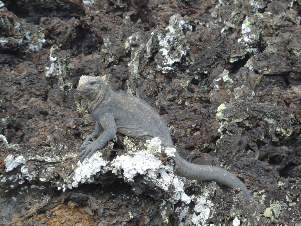 Foto: Iguana - Santa Cruz (Galápagos), Ecuador