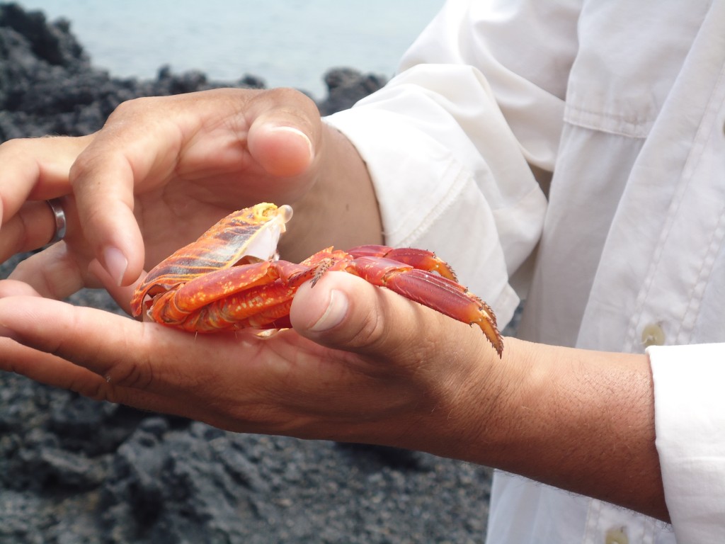 Foto: Cangerejo de colores - Santa Cruz (Galápagos), Ecuador