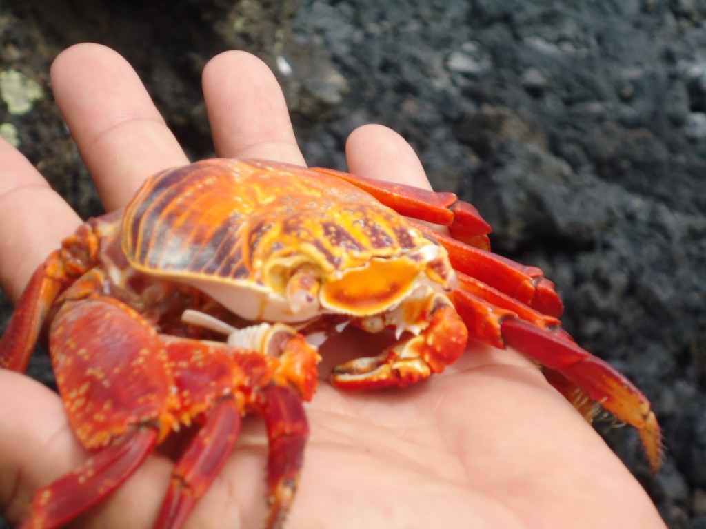Foto: Cangerejo de colores - Santa Cruz (Galápagos), Ecuador