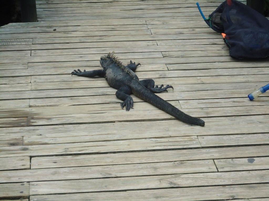 Foto: Iguana - Santa Cruz (Galápagos), Ecuador