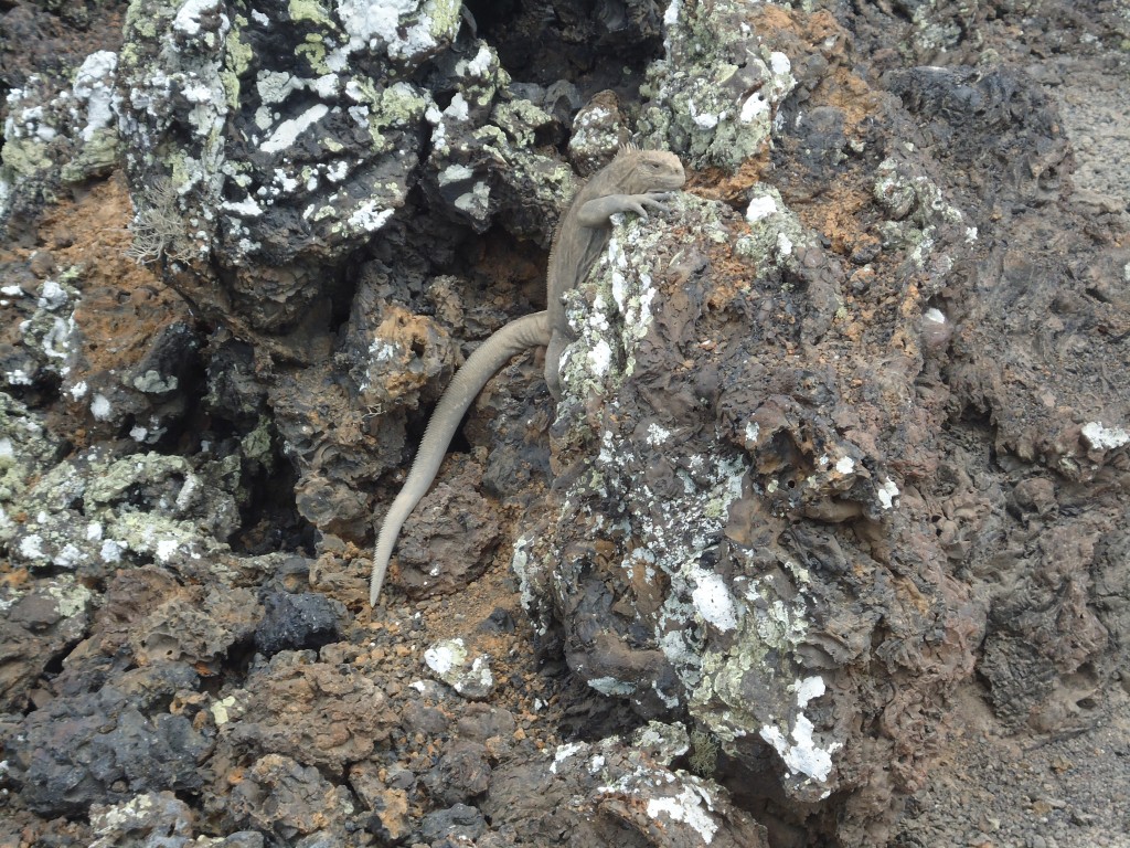 Foto: Iguanas - Santa Cruz (Galápagos), Ecuador