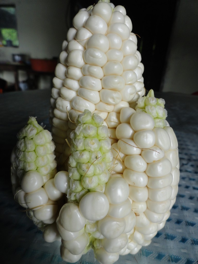 Foto: Choclo parca - Shell (Pastaza), Ecuador