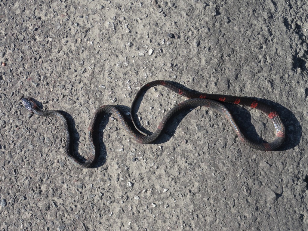 Foto: Serpiente - Shell (Pastaza), Ecuador