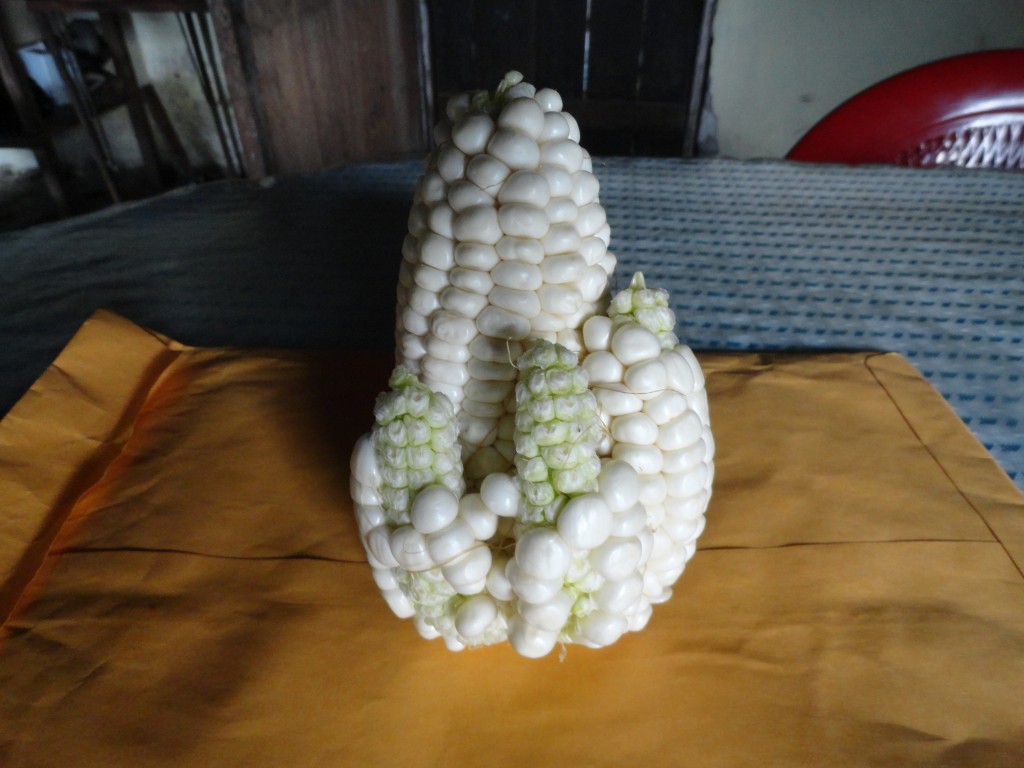 Foto: Maiz - Shell (Pastaza), Ecuador