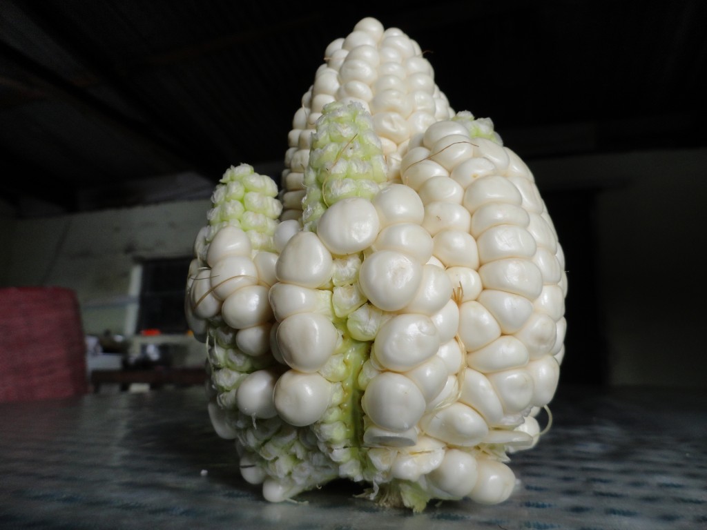 Foto: Maiz - Shell (Pastaza), Ecuador